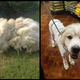 Image: Big Fluffy Dog Rescue